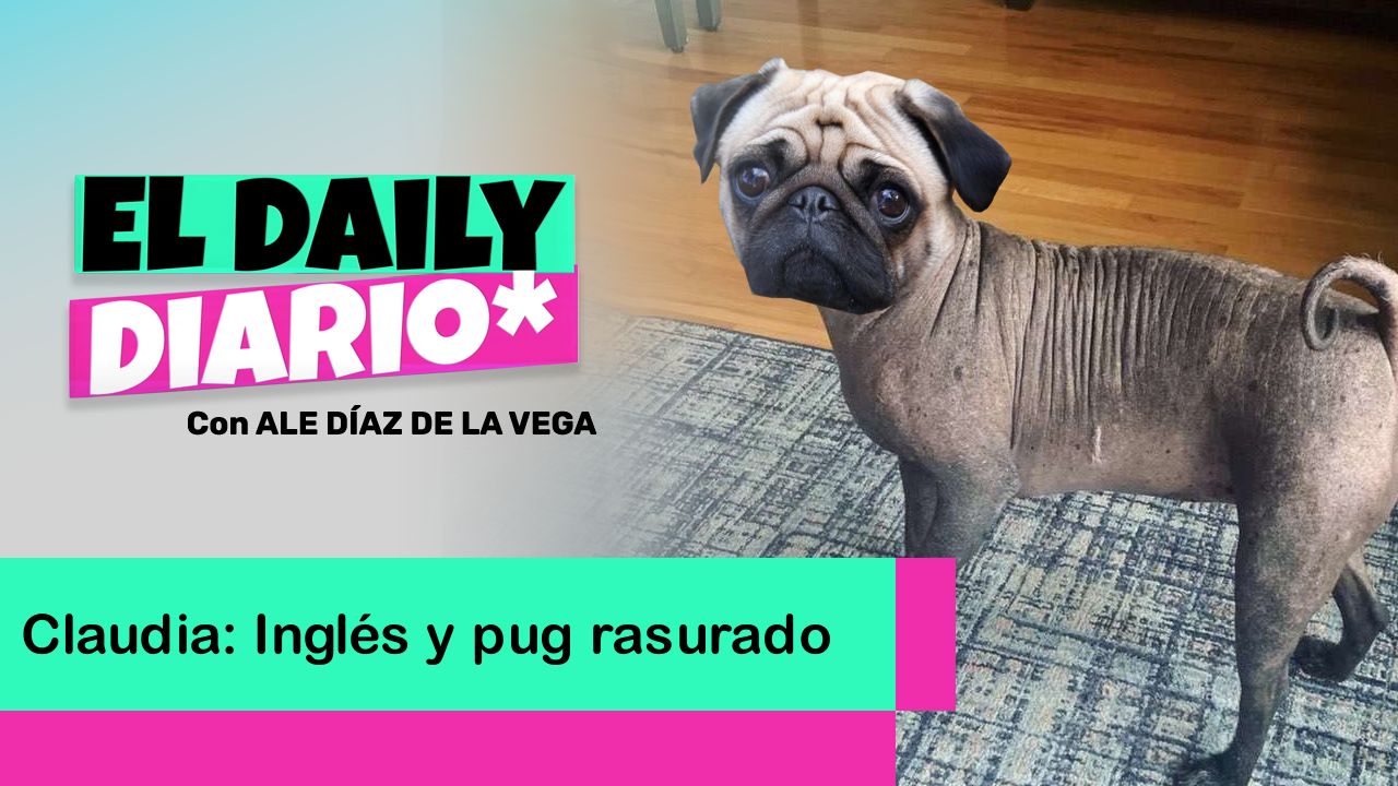 Lee más sobre el artículo Claudia: Inglés y pug rasurado