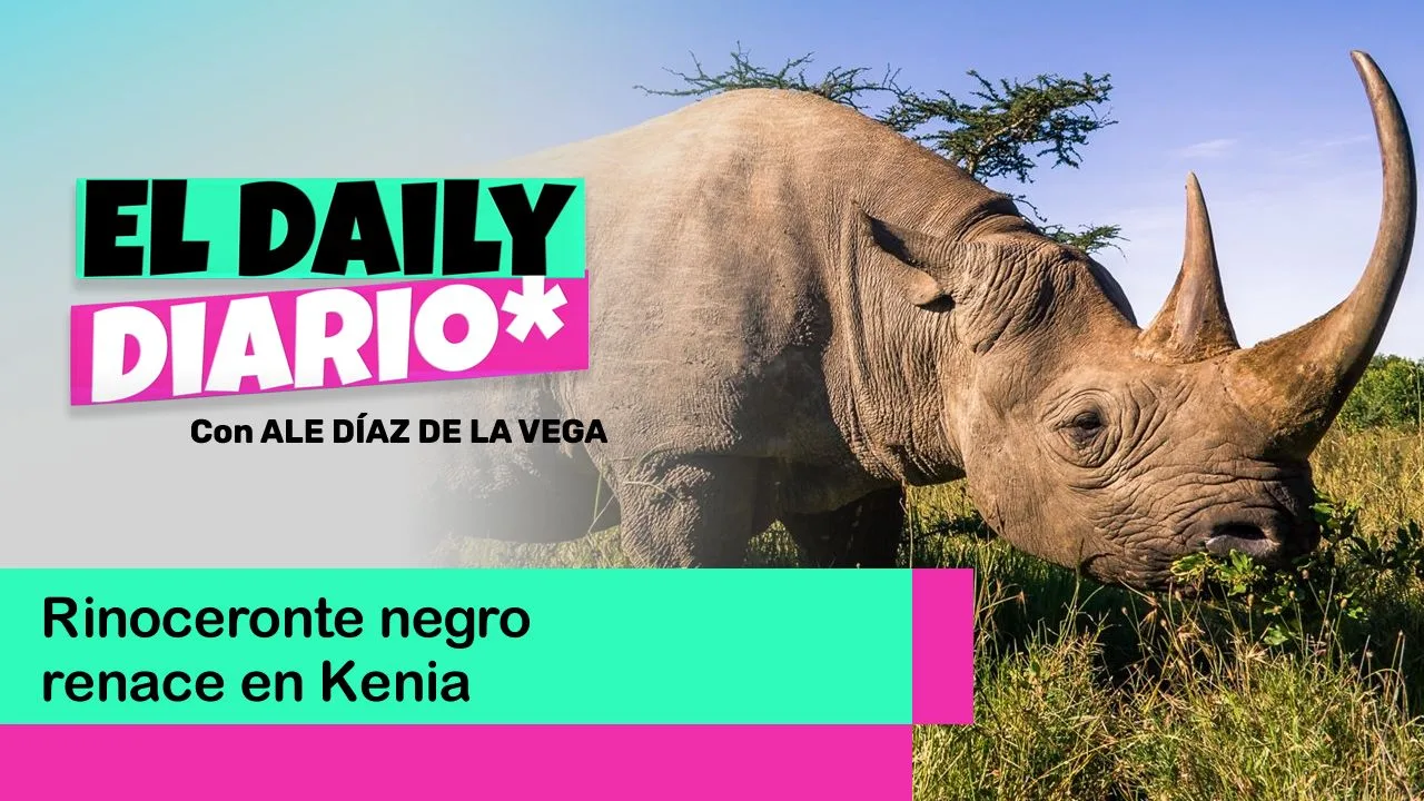 Lee más sobre el artículo Rinoceronte negro renace en Kenia
