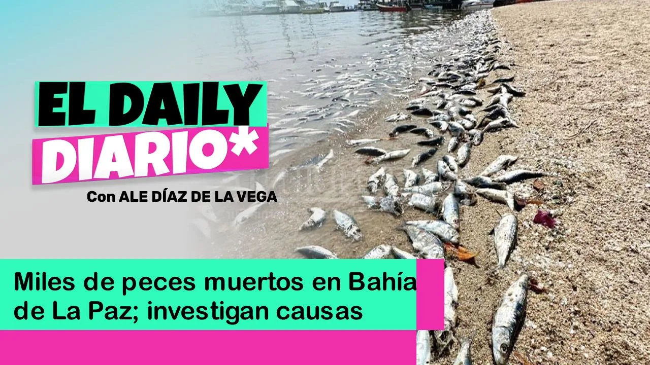 Lee más sobre el artículo Miles de peces muertos en Bahía de La Paz; investigan causas