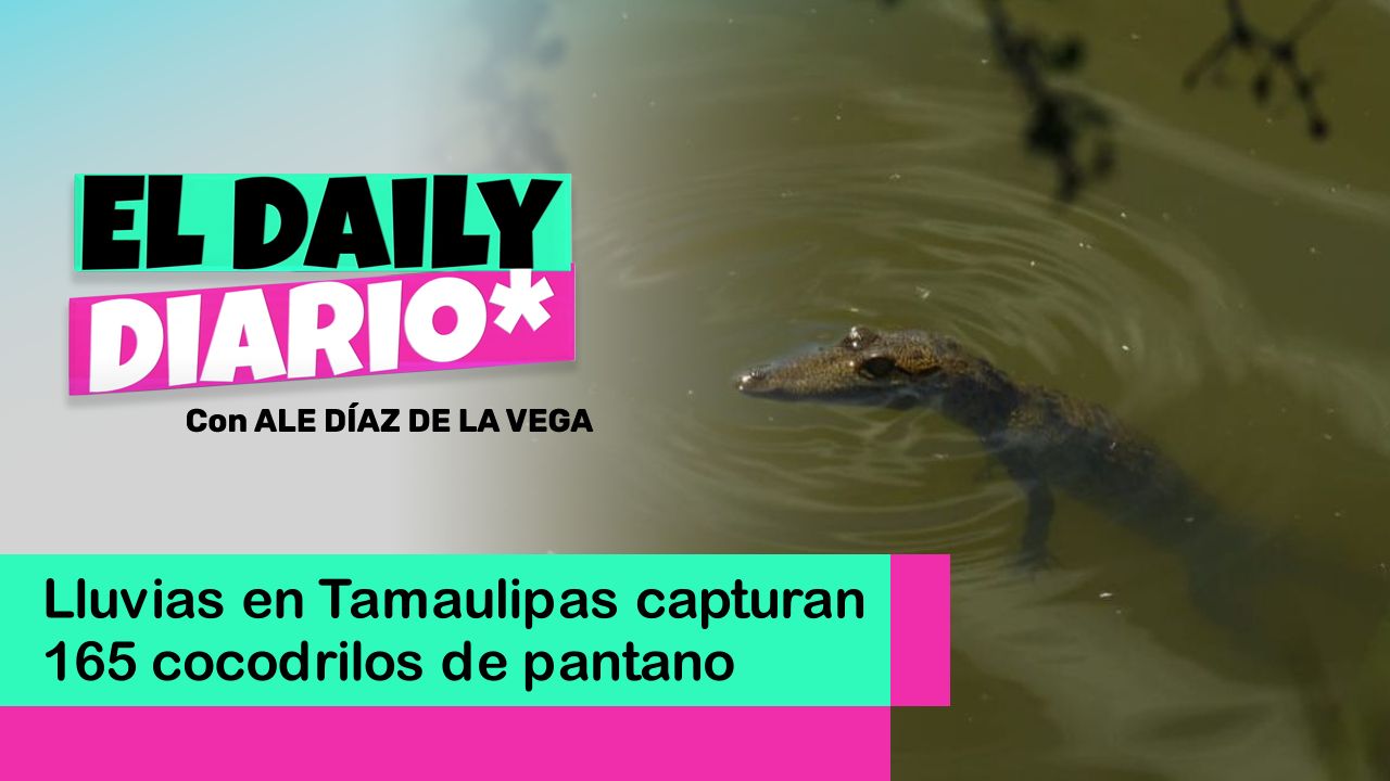 Lee más sobre el artículo Lluvias en Tamaulipas capturan 165 cocodrilos de pantano