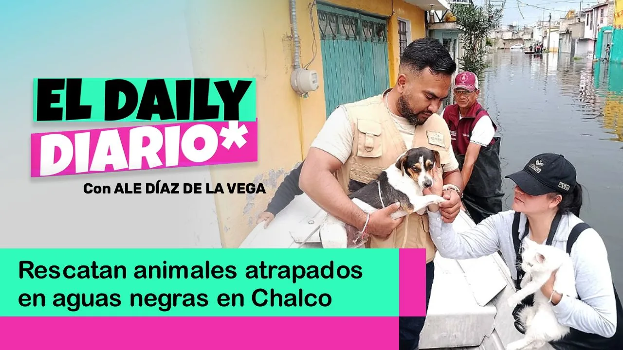 Lee más sobre el artículo Rescatan animales atrapados en aguas negras en Chalco