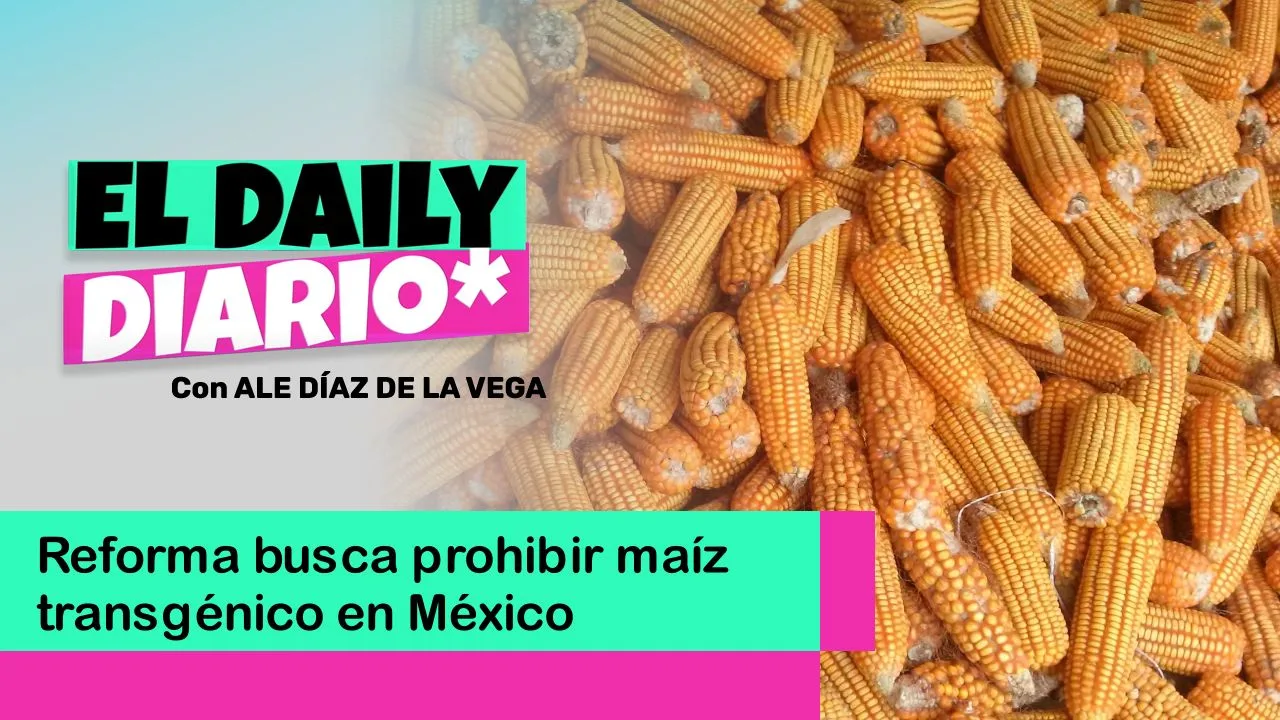 Lee más sobre el artículo Reforma busca prohibir maíz transgénico en México