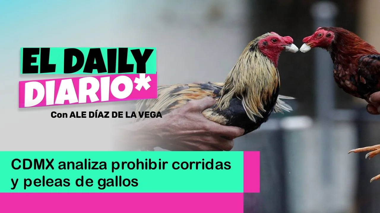 Lee más sobre el artículo CDMX analiza prohibir corridas y peleas de gallos