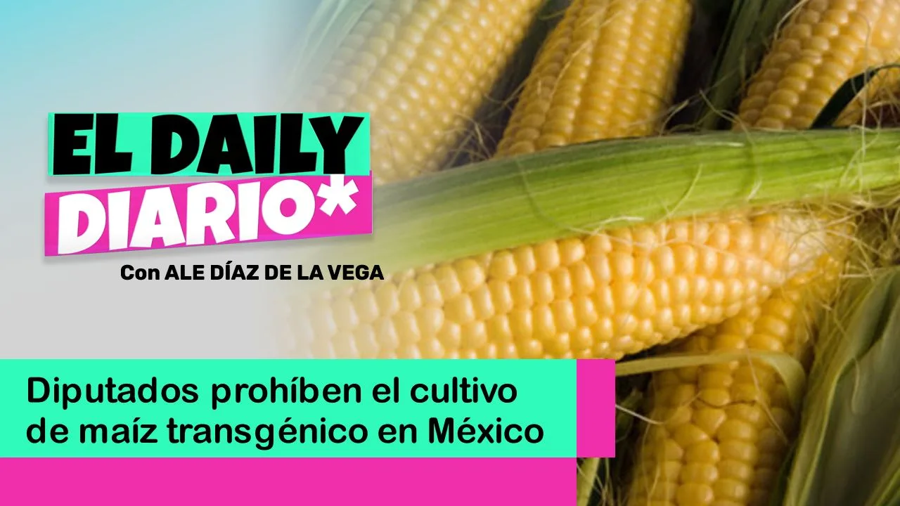 Lee más sobre el artículo Diputados prohíben el cultivo de maíz transgénico en México