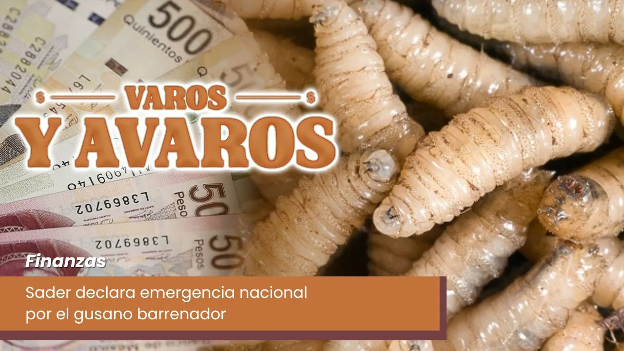 Lee más sobre el artículo Sader declara emergencia nacional por el gusano barrenador