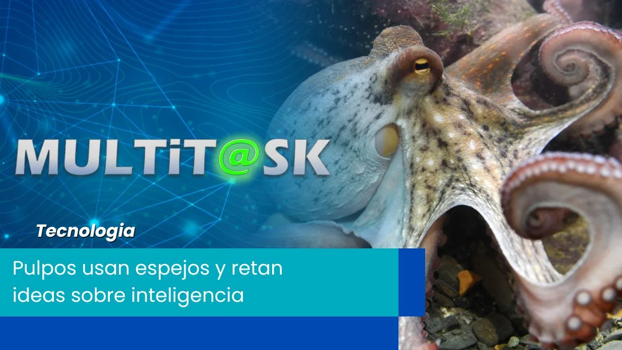 Lee más sobre el artículo Pulpos usan espejos y retan ideas sobre inteligencia