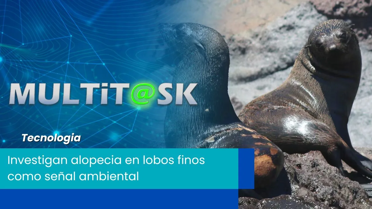 Lee más sobre el artículo Investigan alopecia en lobos finos como señal ambiental