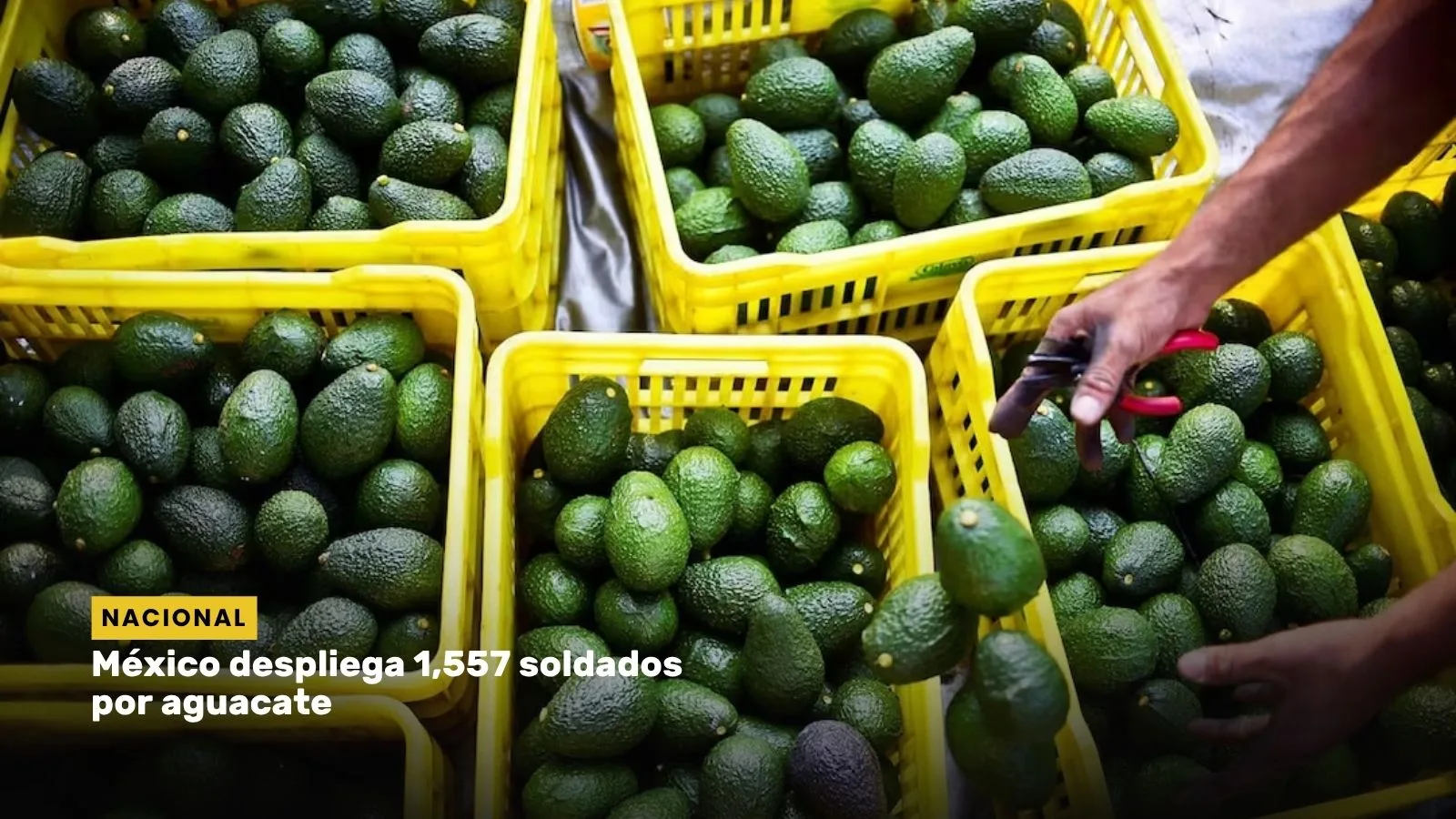 Lee más sobre el artículo México despliega 1,557 soldados por aguacate