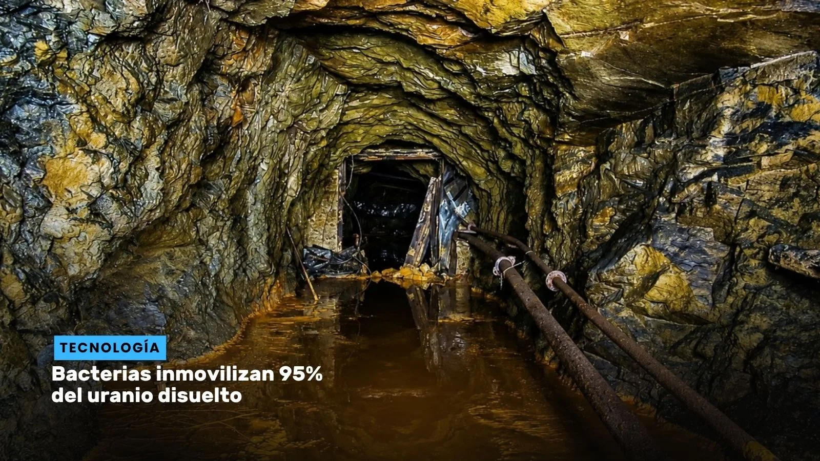 Lee más sobre el artículo Bacterias inmovilizan 95% del uranio disuelto