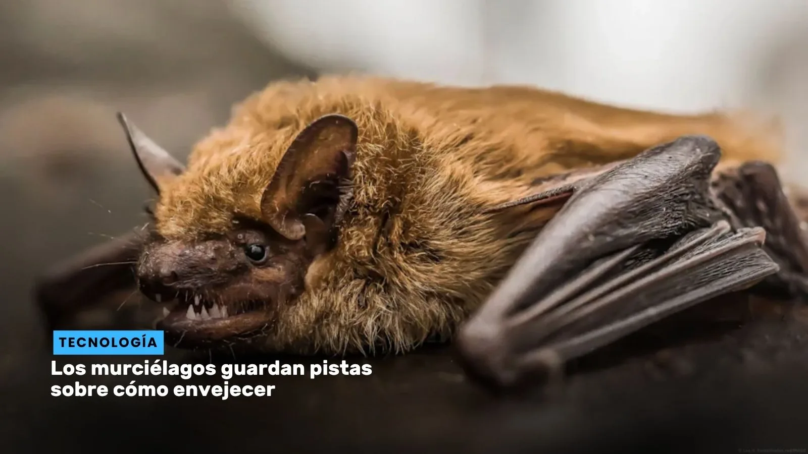 Lee más sobre el artículo Los murciélagos guardan pistas sobre cómo envejecer